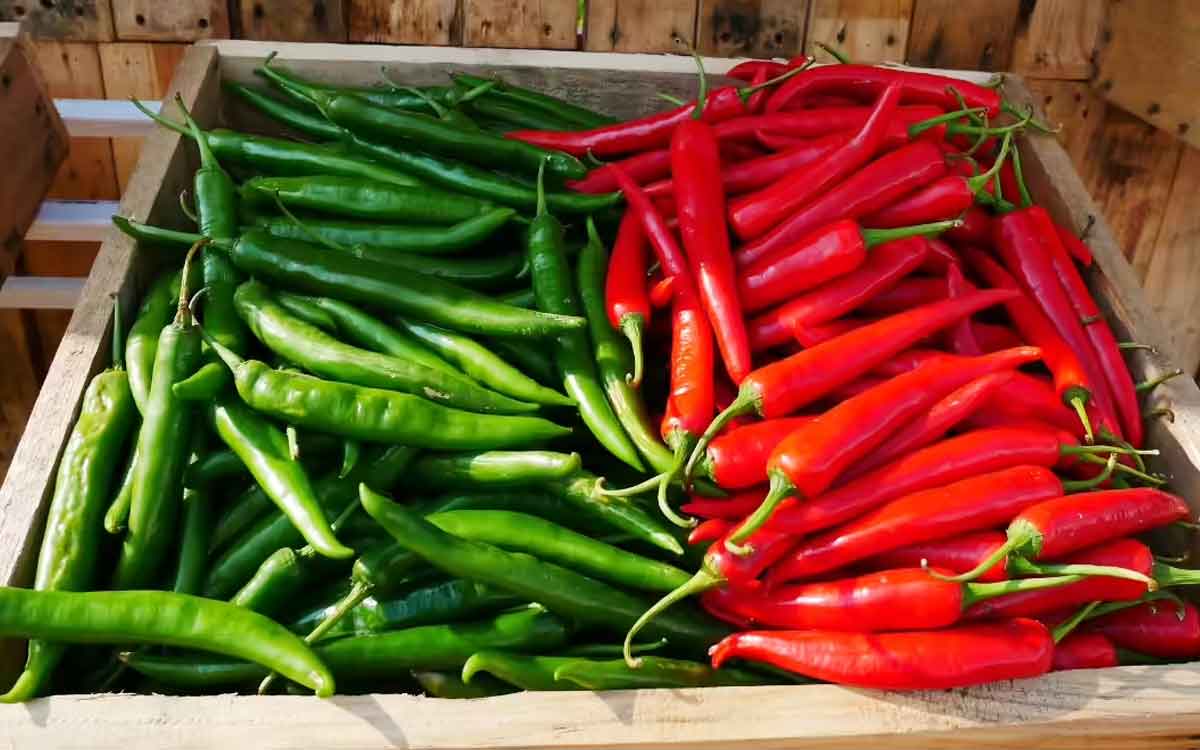 Green Chilli Vs Red Chilli | పచ్చి మిర్చి లేదా ఎండు మిర్చి.. రెండింటిలో మనకు ఏవి ఎక్కువ పోషకాలను అందించి మేలు చేస్తాయి..?