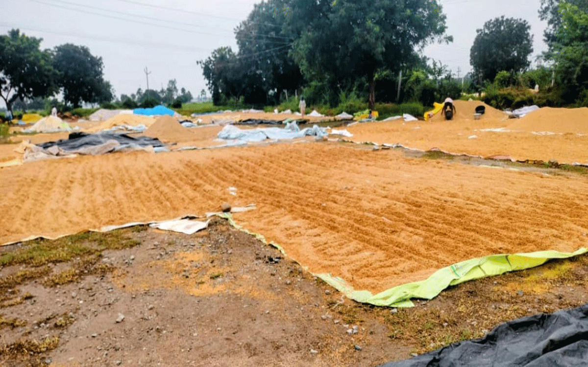 Kattangur : కట్టంగూర్‌లో వర్షానికి తడిసిన ధాన్యం.. ఆందోళనలో రైతులు