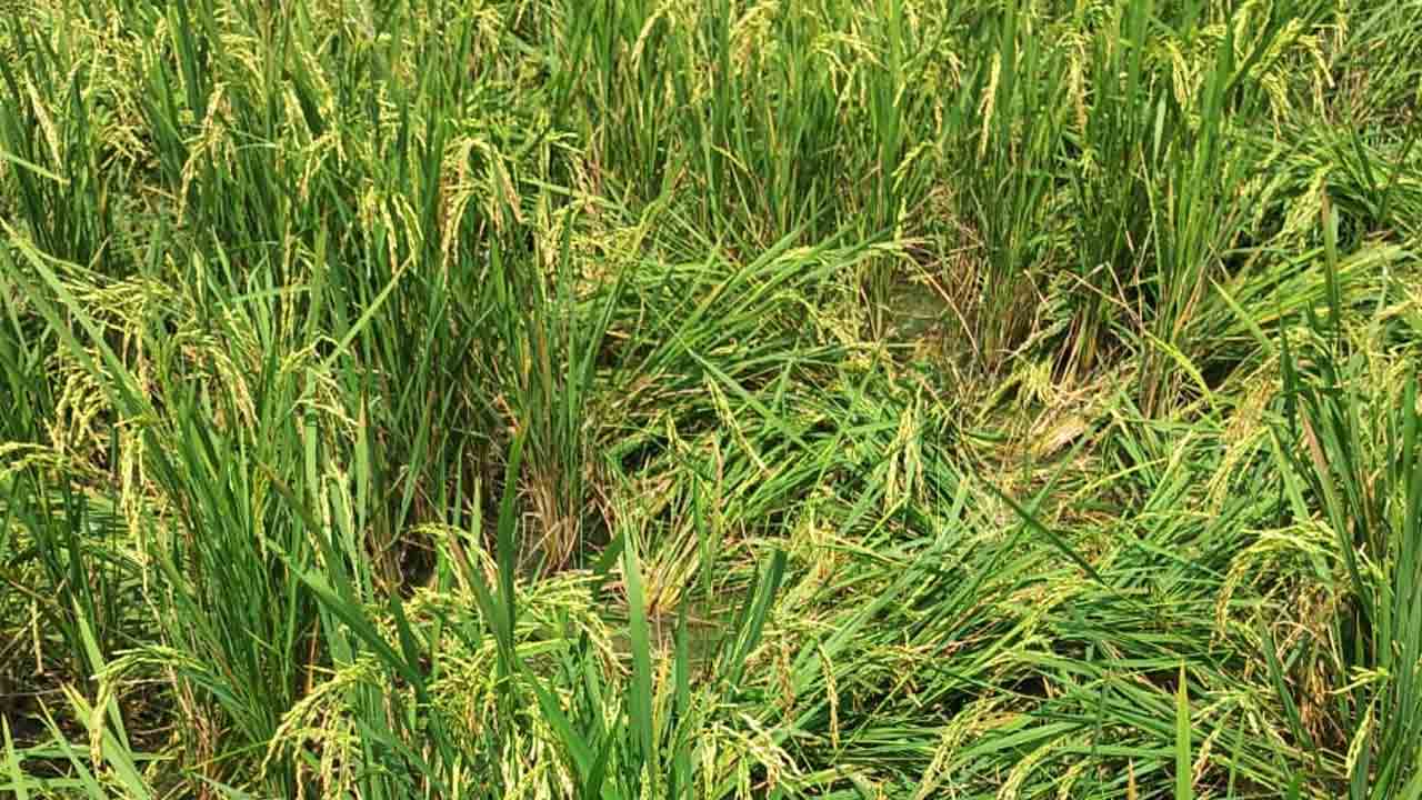 Lingala Ganapuram | లింగాల గణపురంలో వరి పొలాన్ని ధ్వంసం చేసిన కోతులు