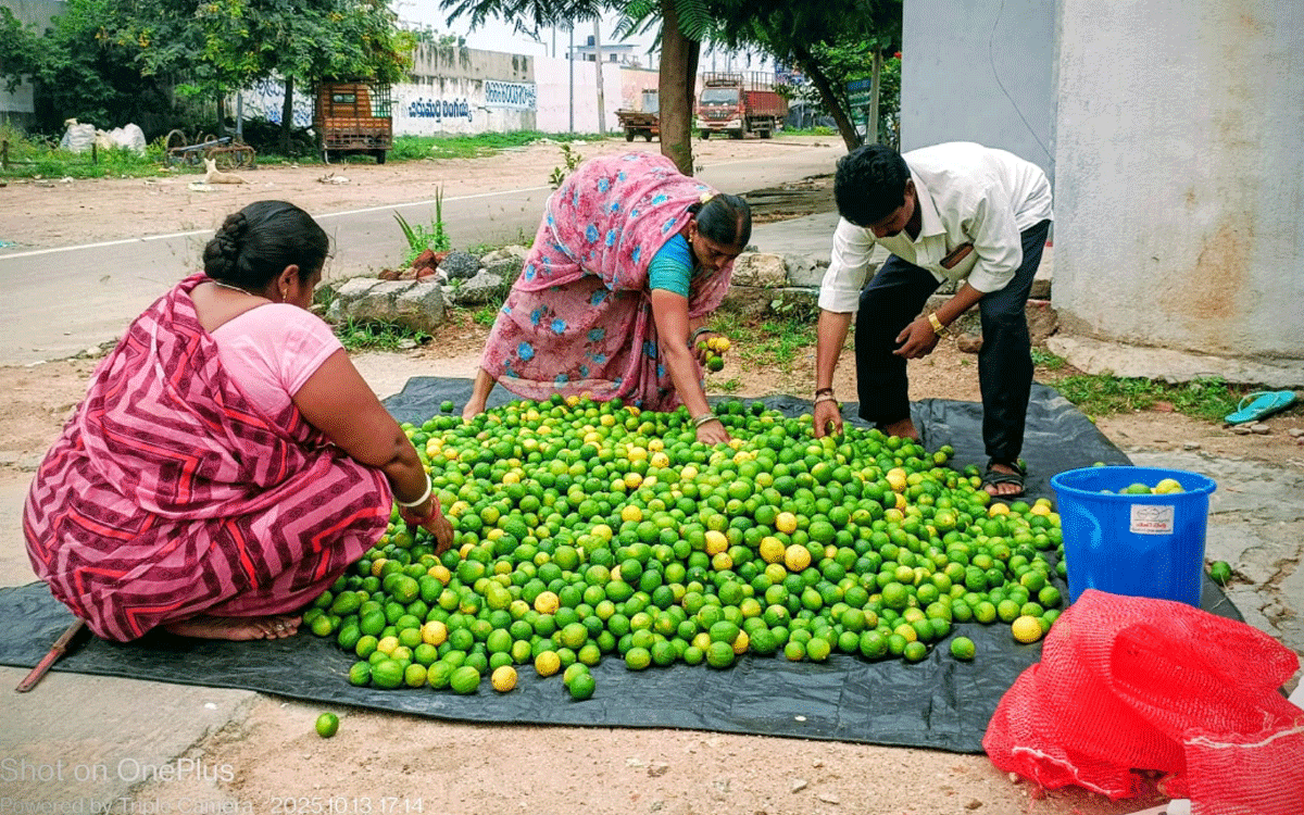 Kattangur : ధ‌ర‌ల ప‌త‌నంతో ఆందోళనలో నిమ్మ‌ రైతులు.. పట్టించుకోని ప్రభుత్వం