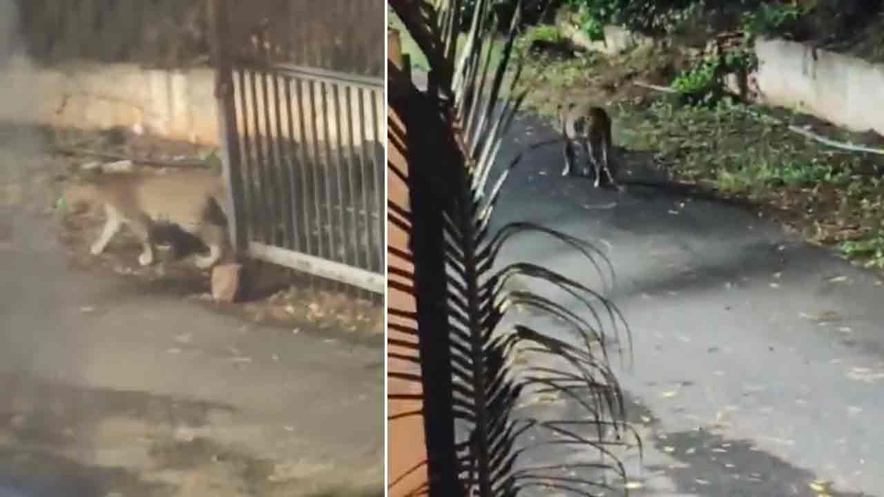 Leopard | శ్రీశైలం డ్యామ్ సమీపంలో చిరుత పులి కలకలం.. వీడియో