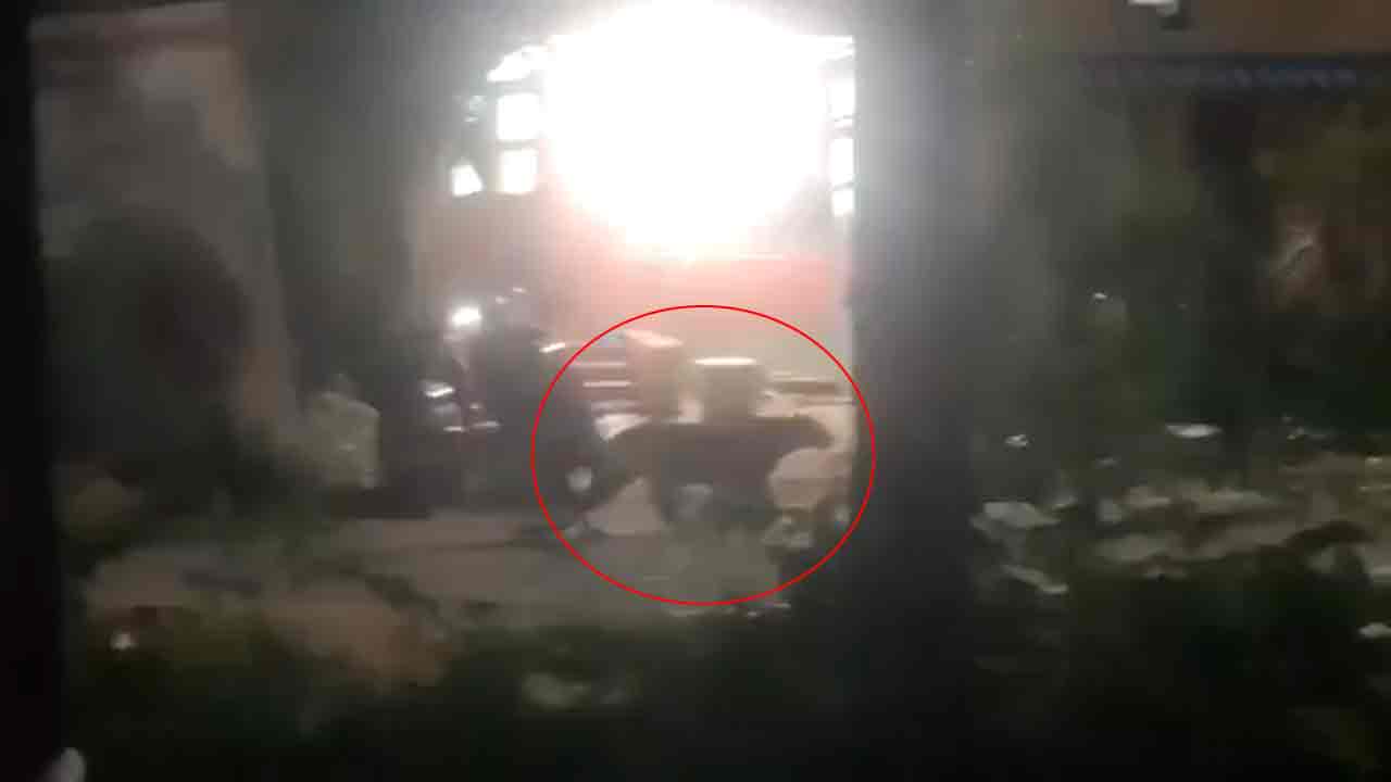 Leopard | తిరుపతి ఎస్వీ యూనివర్సిటీలో చిరుత పులి కలకలం.. వీడియో