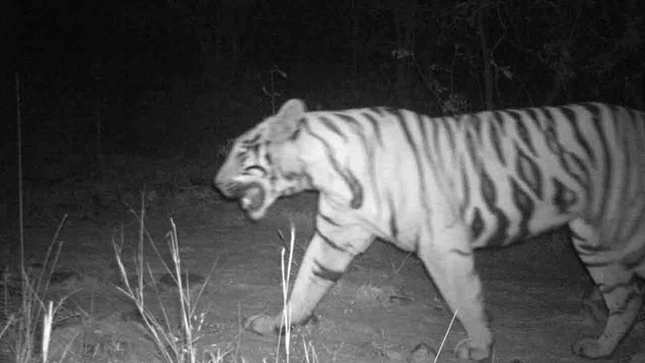 Leopard | మంచిర్యాల జిల్లాలో చిరుత సంచారం.. ఆందోళ‌న‌లో త‌ల‌మ‌ల గ్రామ‌స్తులు