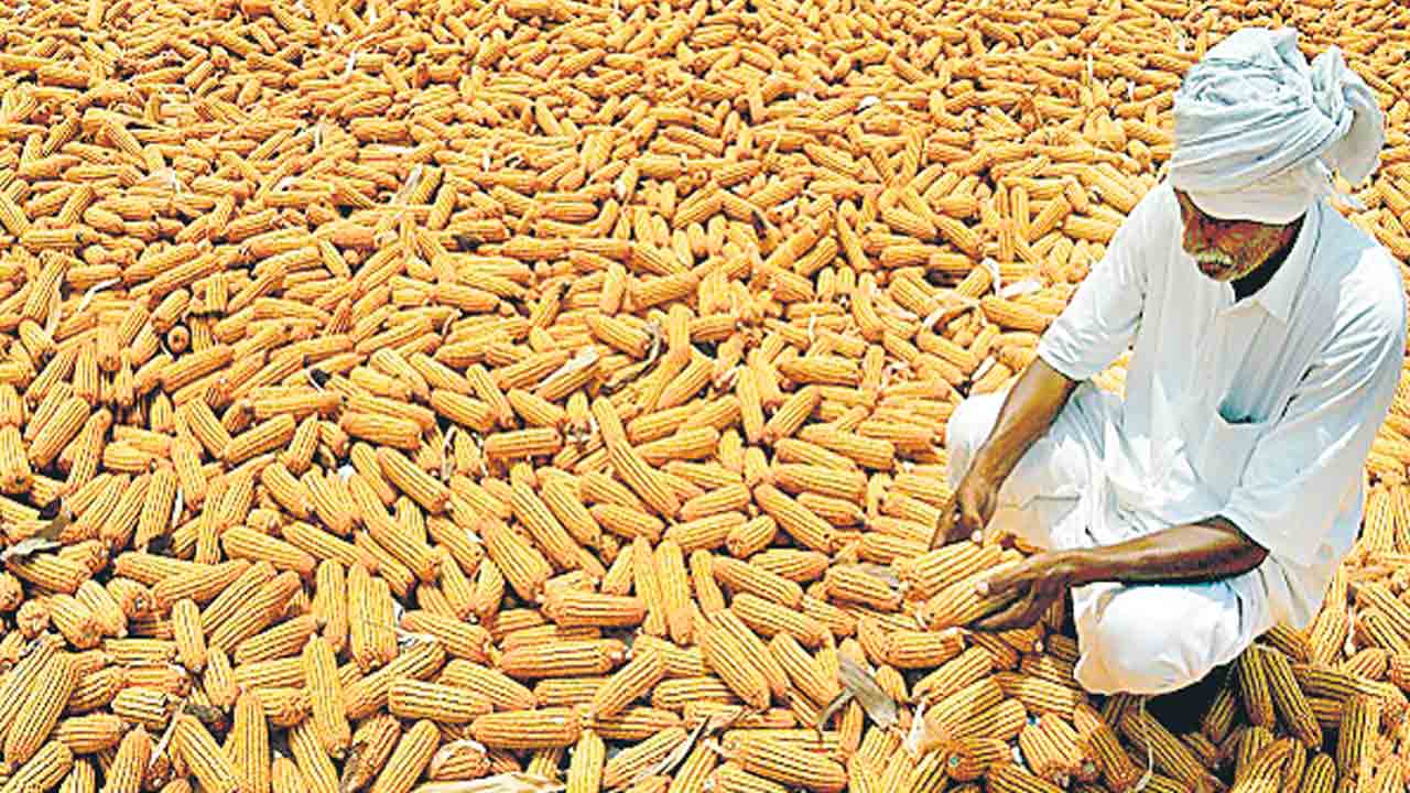 మ్రక్క దిగుమతితో రైతుకు ఉరే!
