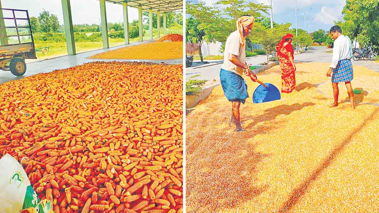 మక్కకు మద్దతు ధర దక్కేనా ?