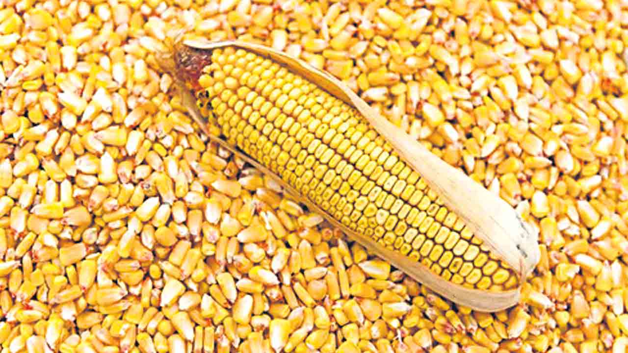 ప్రభుత్వం చెప్పదు.. మార్క్‌ఫెడ్‌ కొనదు!.. మక్కల కొనుగోళ్లపై చేతులెత్తేసిన కాంగ్రెస్‌ సర్కార్‌