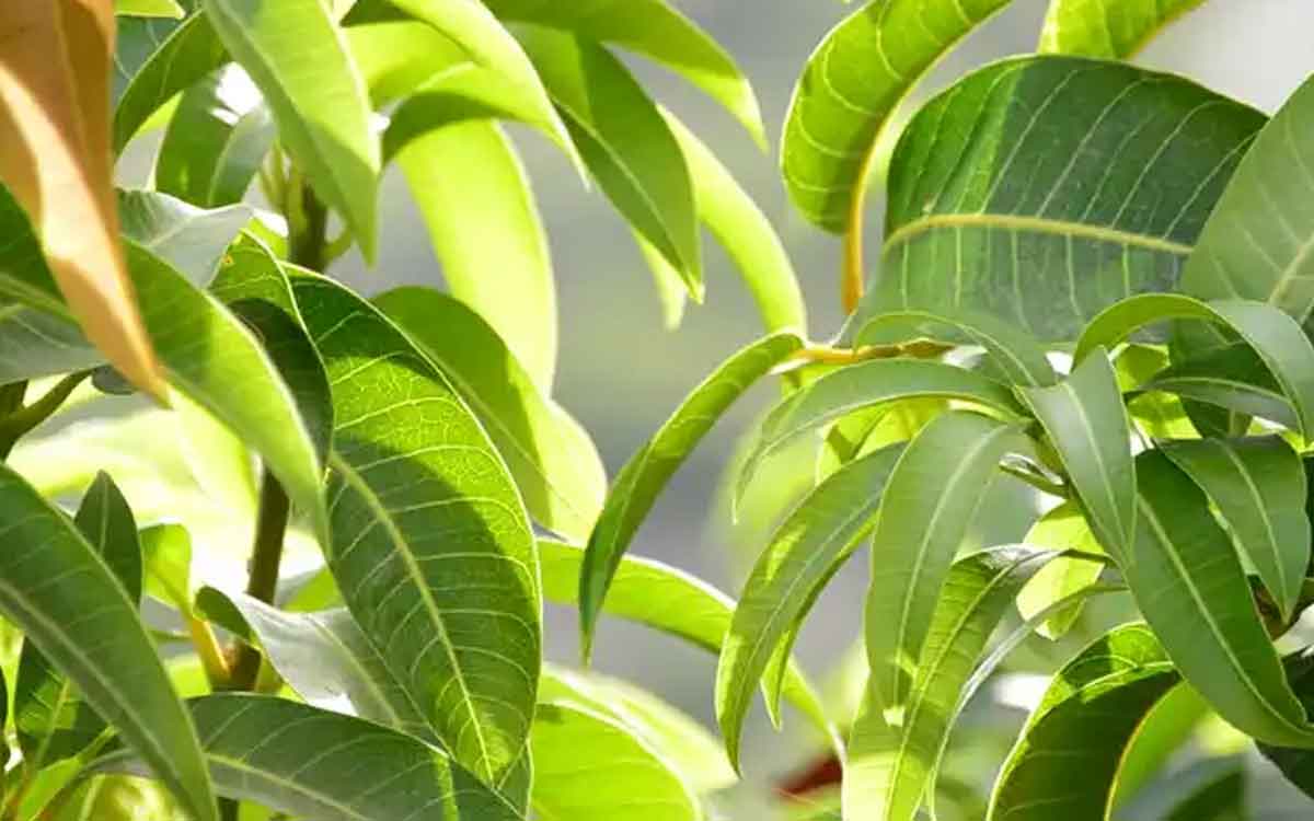 Mango Leaves | మామిడి ఆకుల‌తో ఎన్నో లాభాలు.. క‌నిపిస్తే విడిచిపెట్ట‌కుండా ఇంటికి తెచ్చుకుని వాడండి..!