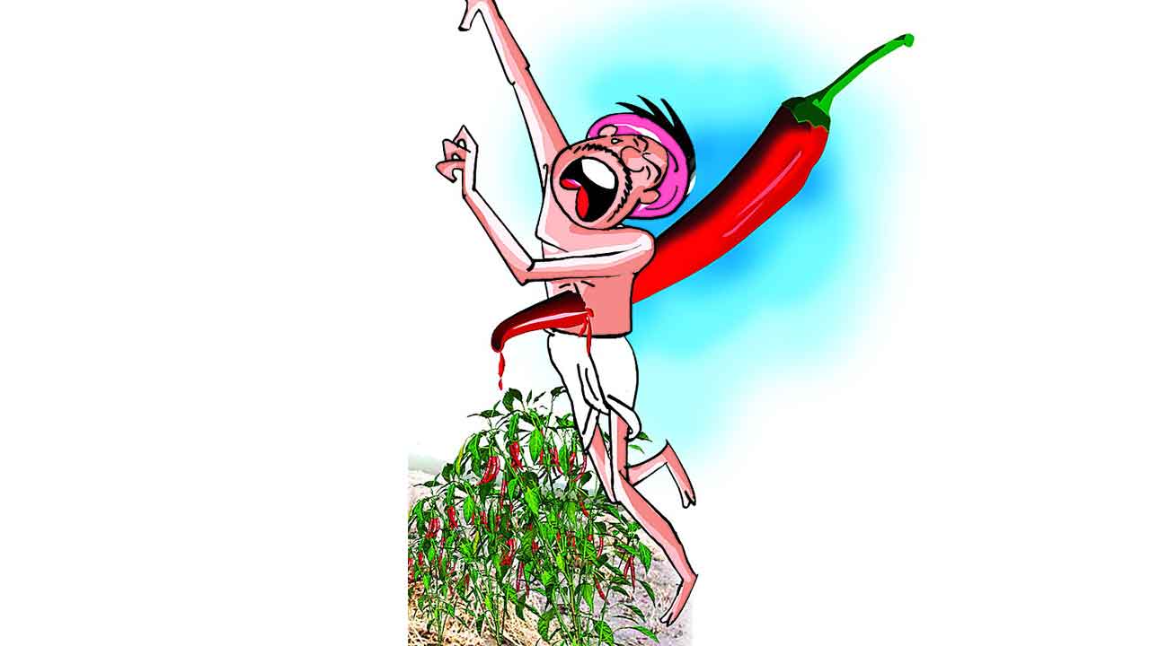 తగ్గిన ఎర్ర బంగారం సాగు