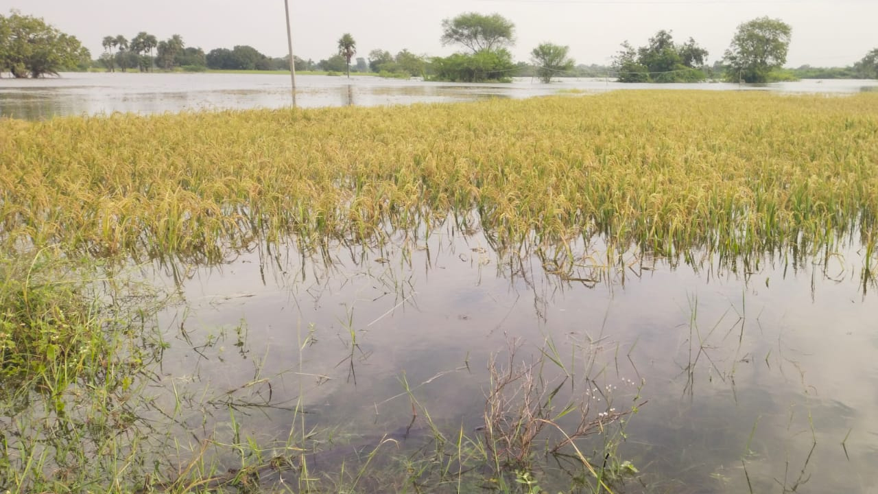 Mahabubabad | మహబూబాబాద్‌లో దంచికొట్టిన వాన.. వరి పంట వర్షార్పణం