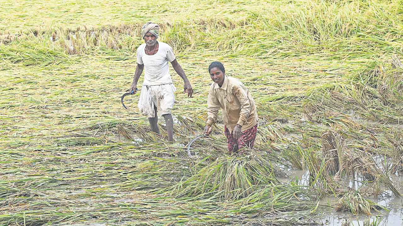 రైతన్నను ముంచిన మొంథా.. 4.47 లక్షల ఎకరాల్లో పంట నష్టం