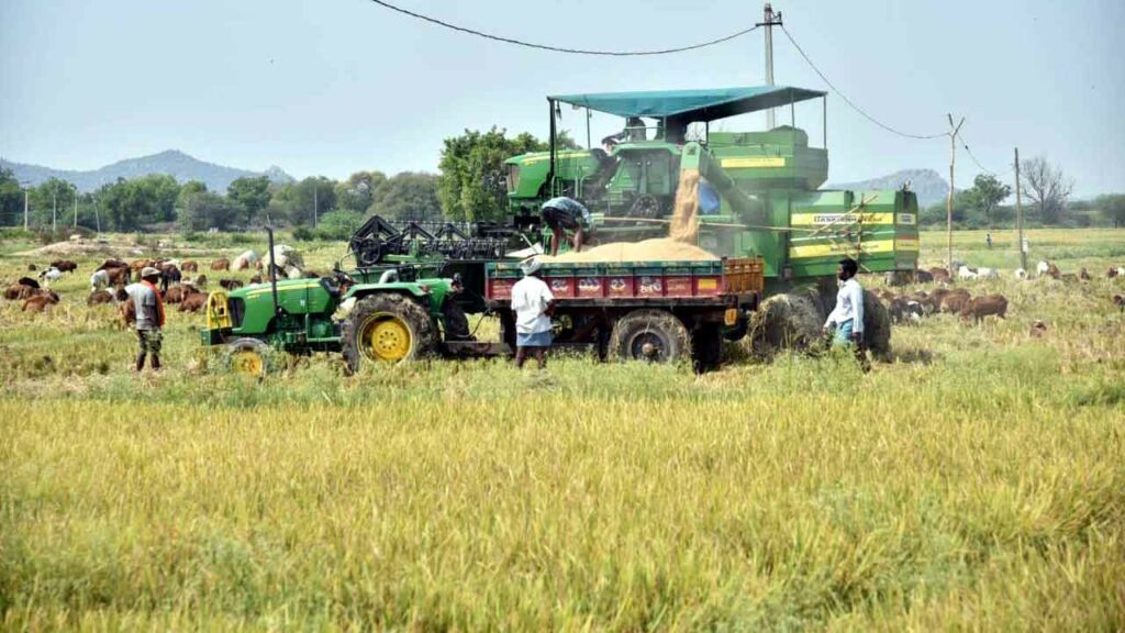Paddy Grain