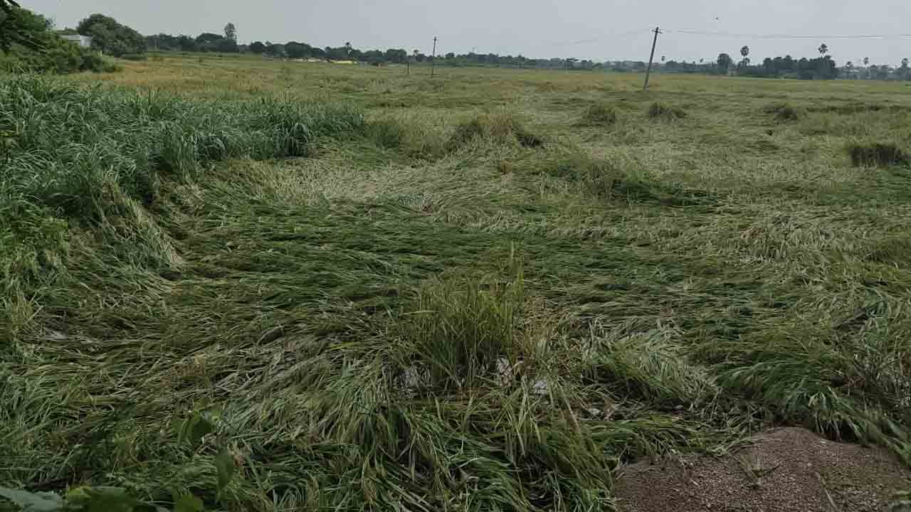 Bhimadevarapalli | భీమదేవరపల్లిలో మొంథా తూఫాన్ బీభత్సం..6,030 ఎకరాల్లో వరి పంట నష్టం