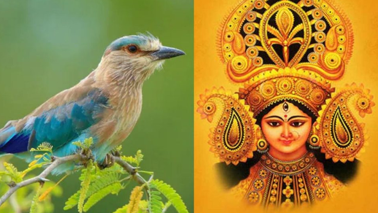 శుభా(పా)ల పిట్ట!