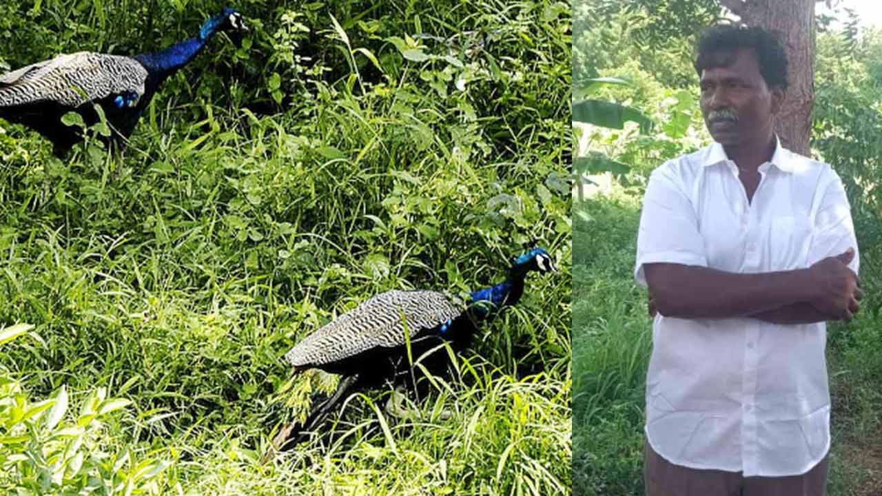 Peacocks Dies | ఎలుకల మందు తిని 40 నెమళ్లు మృతి.. రైతు అరెస్ట్