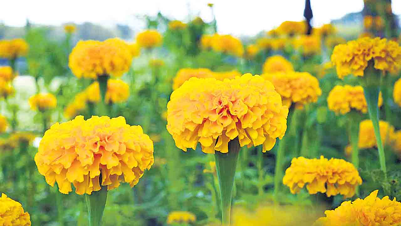 చలికాలంలో వసంతం