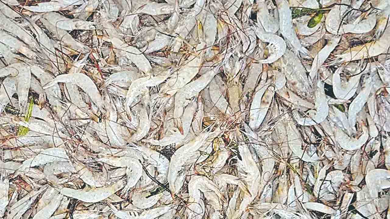 రొయ్యల టెండర్ల ప్రక్రియపై మంత్రి వాకాటి ఆరా!