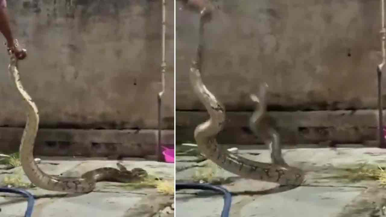 Hyderabad | సిటీ కాలేజీ వ‌ద్ద రాక్ పైథాన్ క‌ల‌క‌లం.. వీడియో