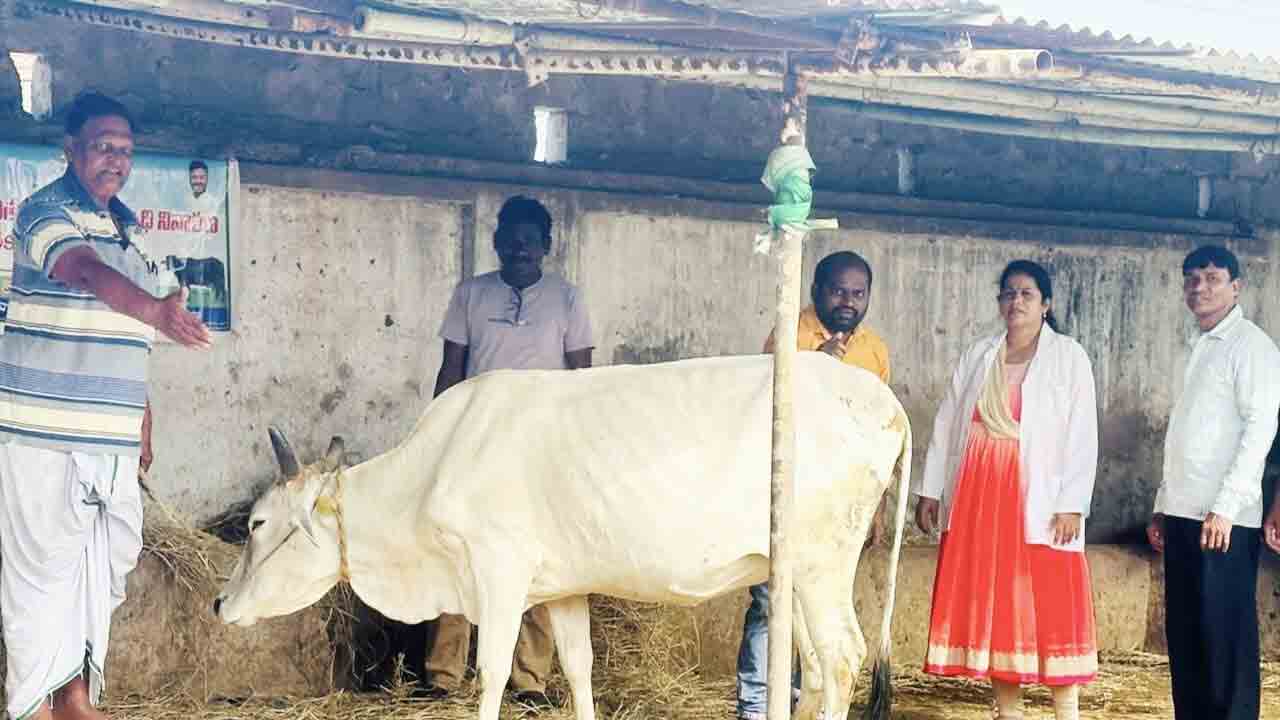 Kasipeta | ఈనెల 15 నుంచి నవంబర్ 14 వరకు పశువులకు ఉచిత గాలికుంటు టీకాలు