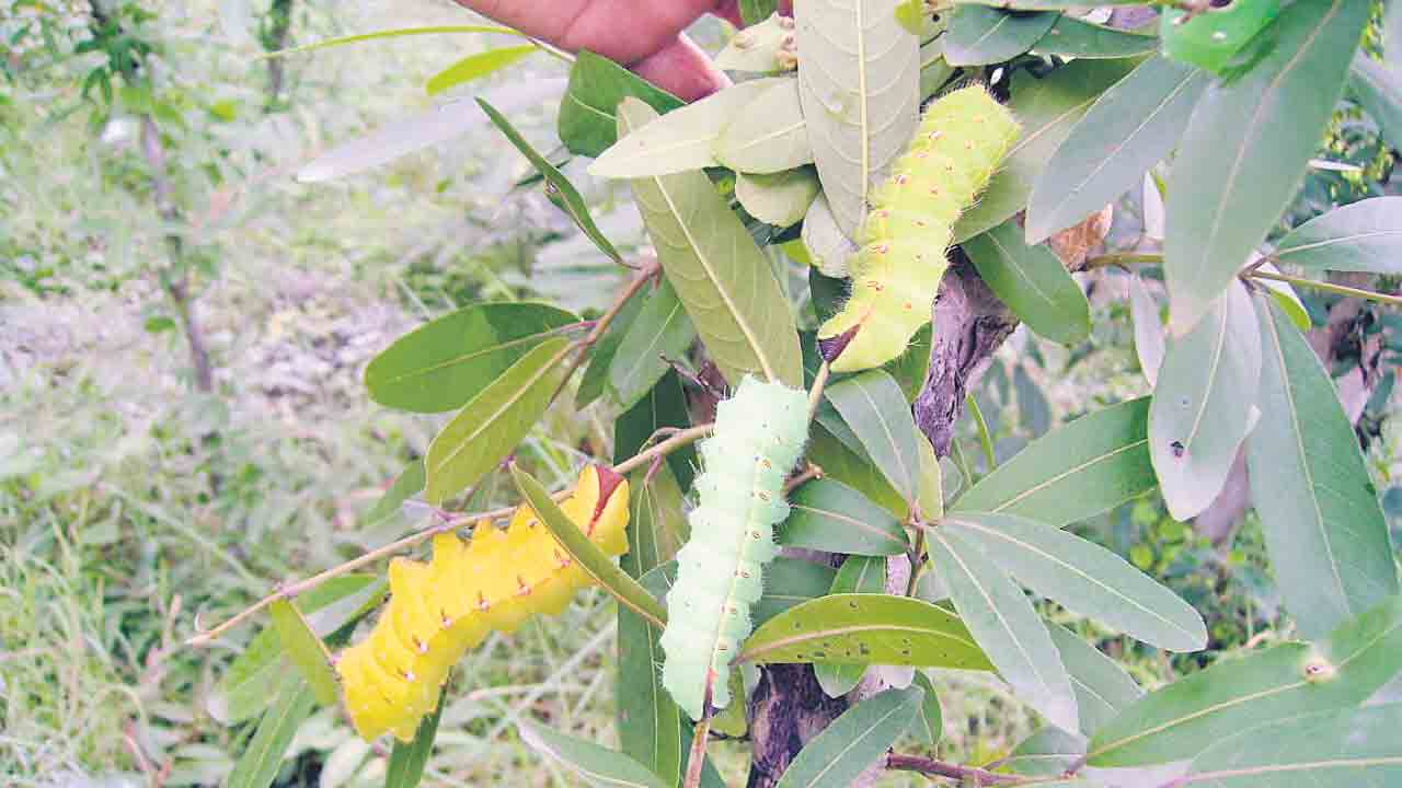 Silkworm Chennur