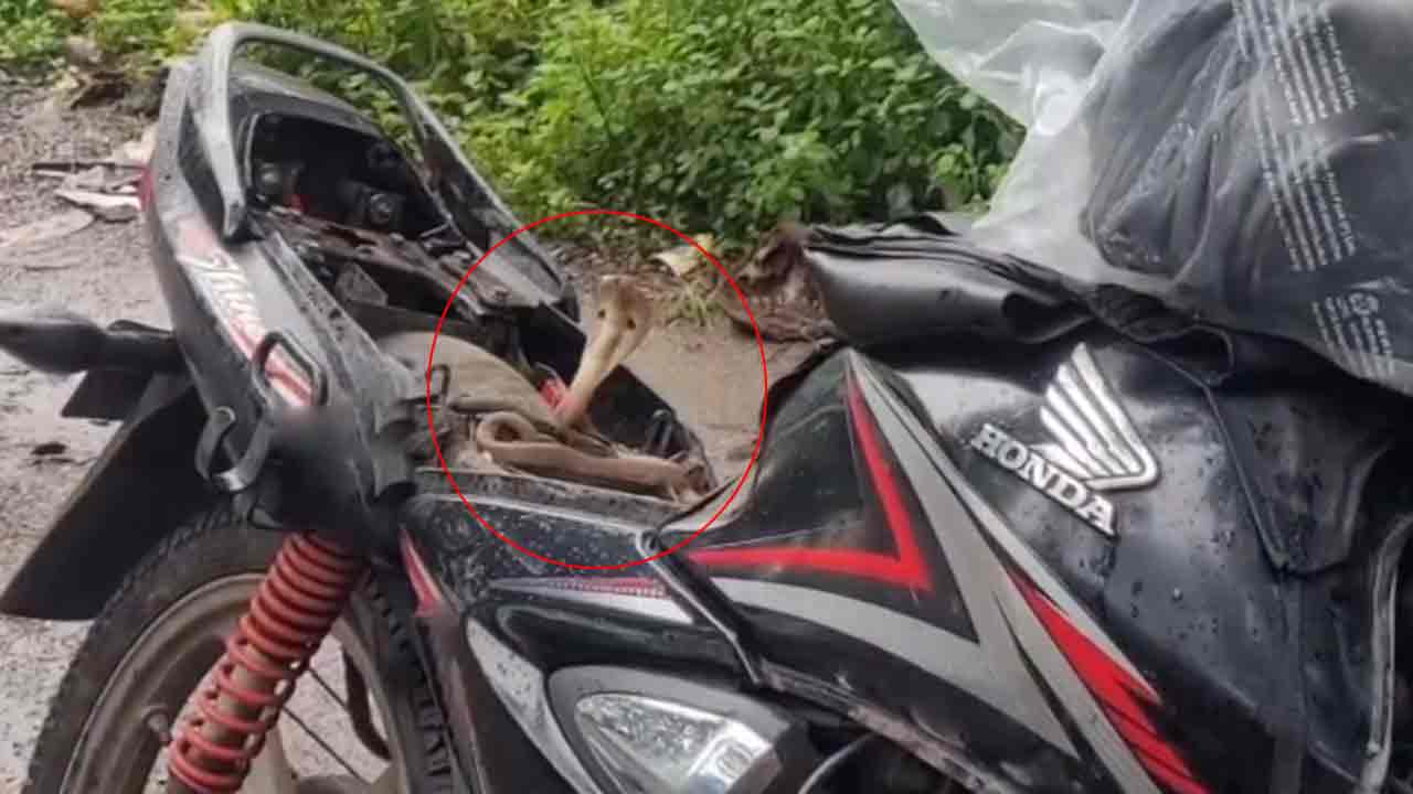 King Cobra | బైక్ సీటు కింద నాగుపాము.. షాకైన కానిస్టేబుల్