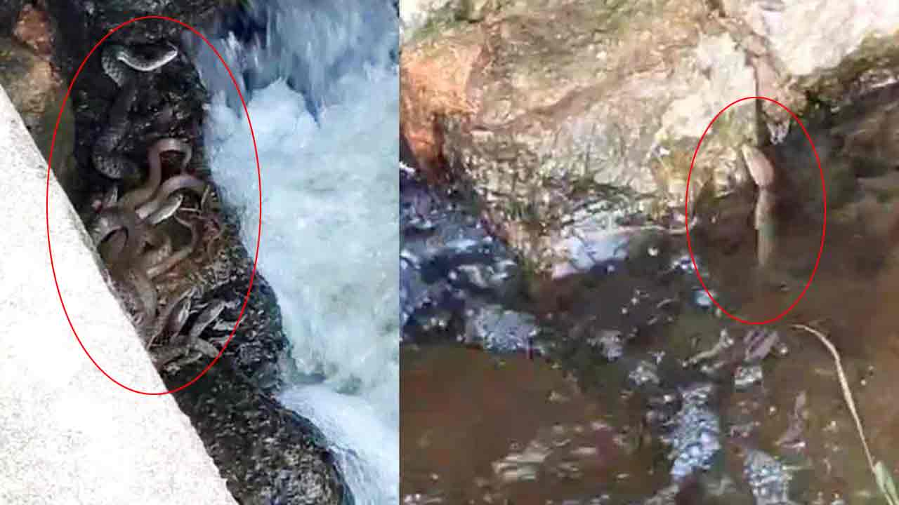 Snakes | ధూళిమిట్ట మండల కేంద్రంలో ఓ స‌ర‌స్సులో పాములు ప్ర‌త్య‌క్షం.. వీడియో