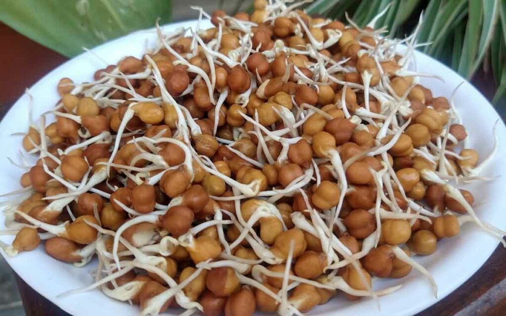 Sprouted Black Chickpeas