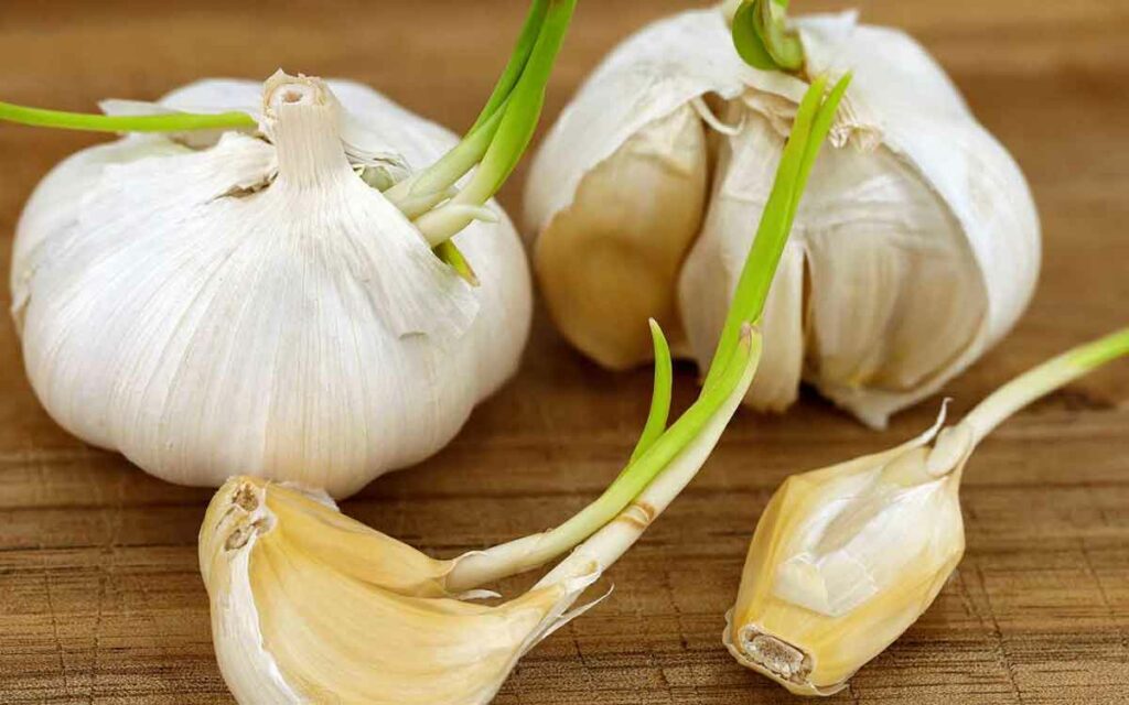 Sprouted Garlic