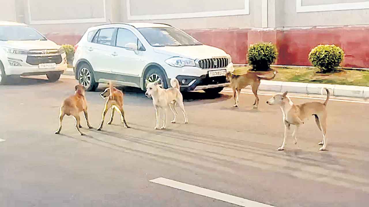 సచివాలయ ఆవరణలో రెచ్చిపోతున్న కుక్కలు.. సందర్శకులపై దాడులు