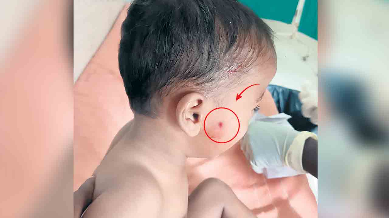 బాబోయ్‌ భౌభౌ..