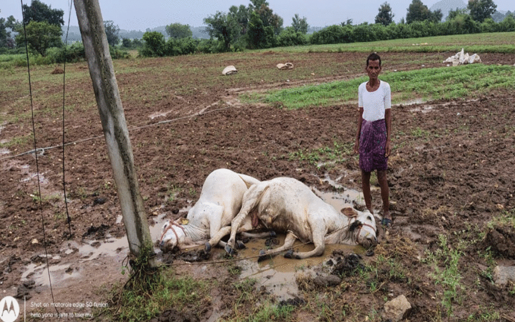 Karepally : విద్యుదాఘాతంతో దుక్కిటెడ్లు మృత్యువాత