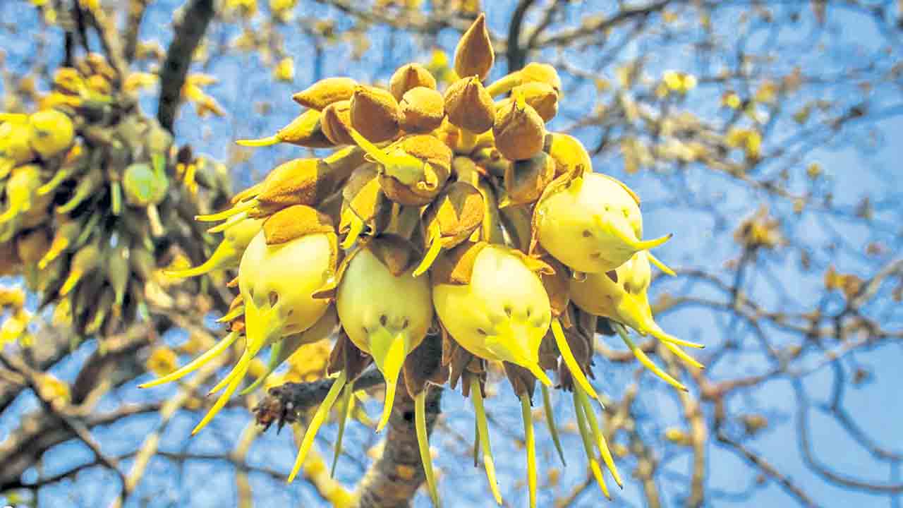 ఘనం.. పీవీ వనం