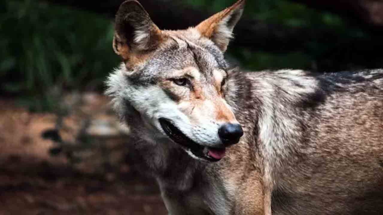 Killer wolfs | బహరాయిచ్‌లో మరోసారి తోడేళ్ల దాడులు.. అటవీ అధికారులపై కర్రలతో దాడి చేసిన గ్రామస్థులు