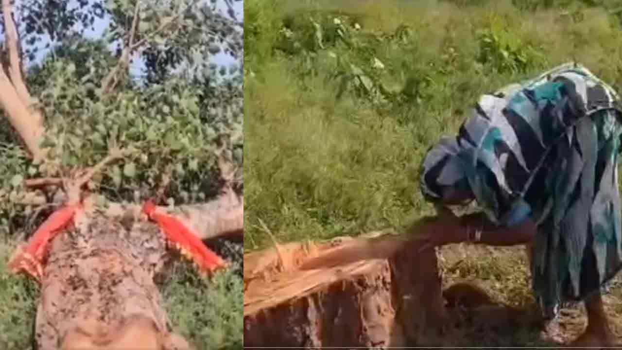 Chhattisgarh | క‌న్న బిడ్డ‌లా పెంచిన చెట్టును న‌రికేశారు.. గుండెలవిసేలా రోదించిన వృద్ధురాలు.. వీడియో
