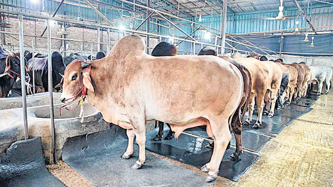 ఇంటికి పశువుల పాకను ఎటు దిక్కు నిర్మించాలి? అది ఎలా ఉండాలి?