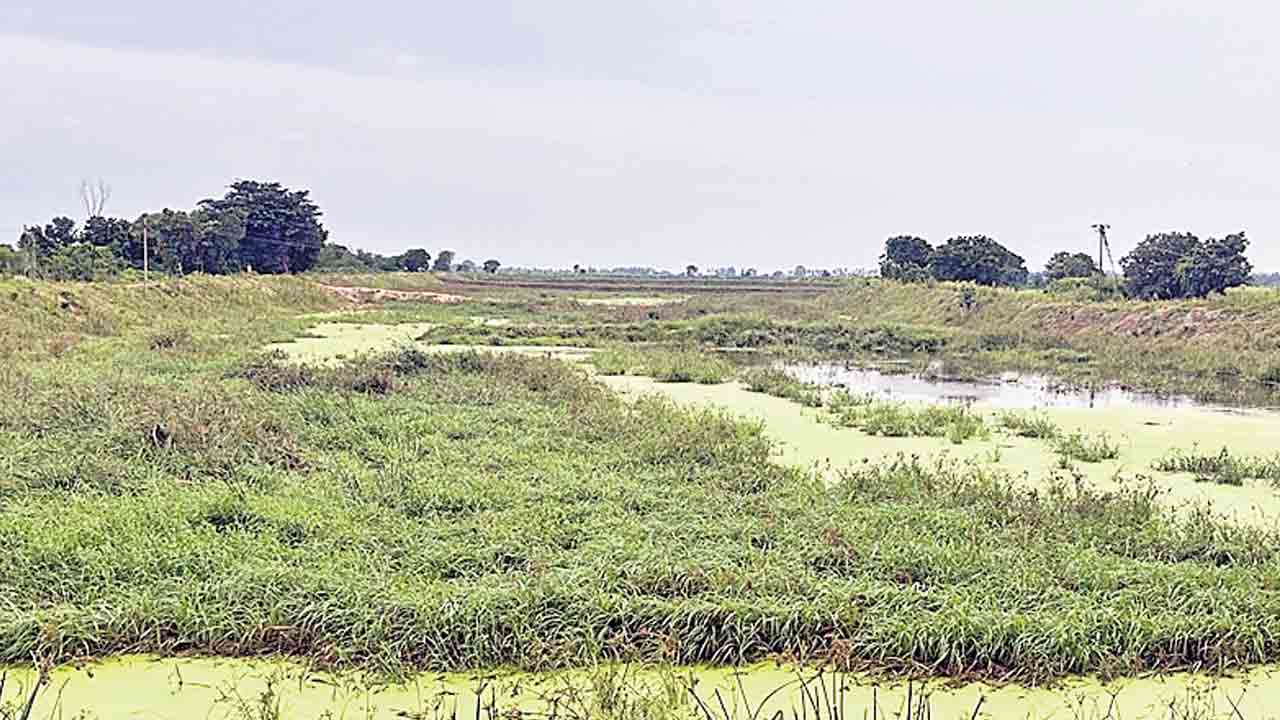 మత్స్యశాఖ మాయాజాలం!
