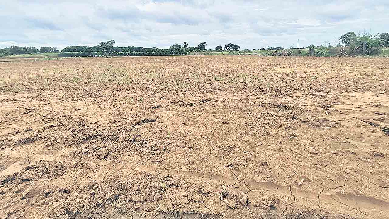 మొలకెత్తని సబ్సిడీ మక్క విత్తనం