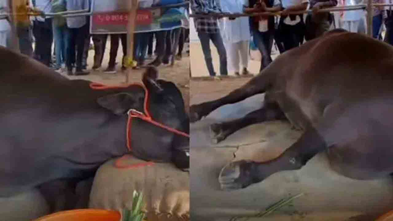 రాజస్థాన్‌లో రూ.21 కోట్ల దున్న మృతి