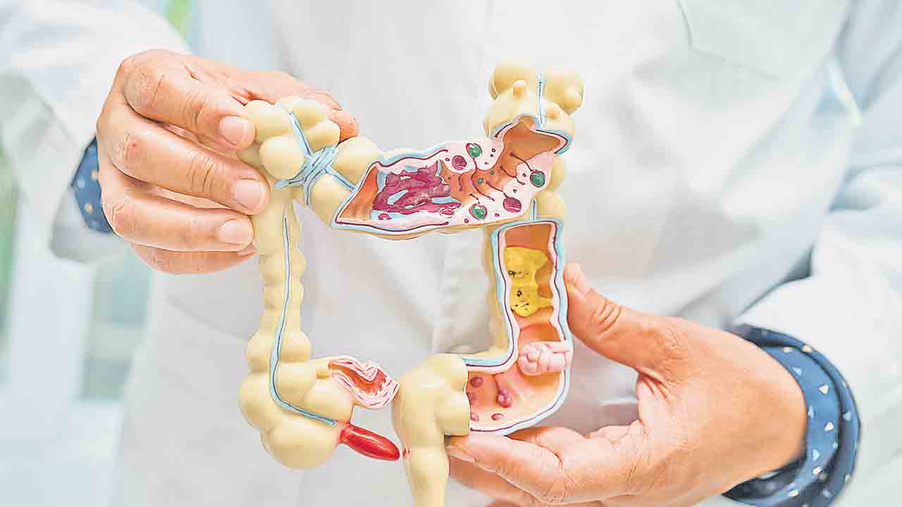 పెద్దపేగులకు మద్దతు..