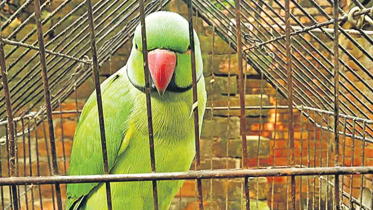 తోటను కాదనుకున్న చిలుక!