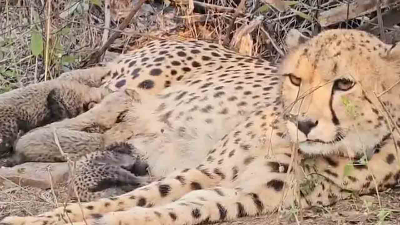 ఐదు పిల్లలకు జన్మనిచ్చిన చీతా ముఖి