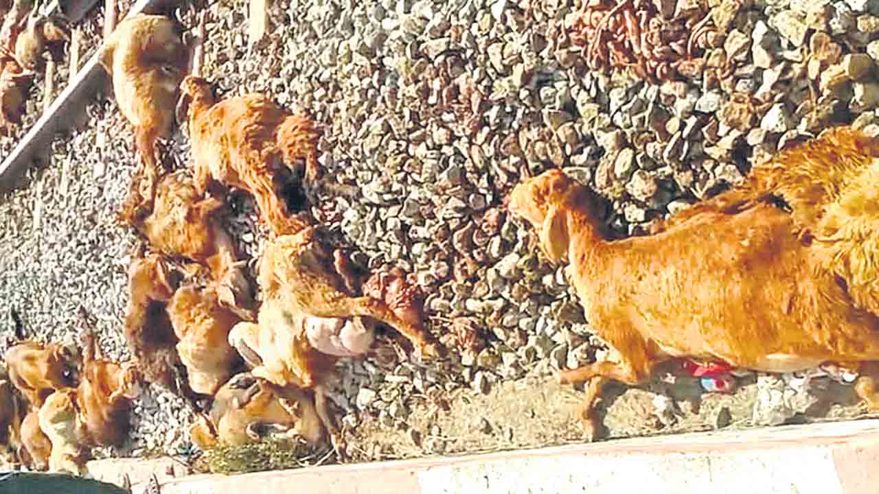 రైలు ఢీకొని 80 గొర్రెలు మృతి