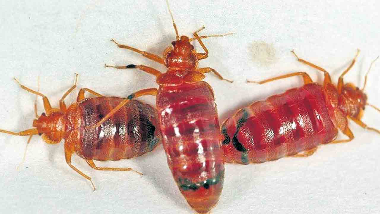 క్రిమినల్స్‌ను పట్టిస్తున్న నల్లులు