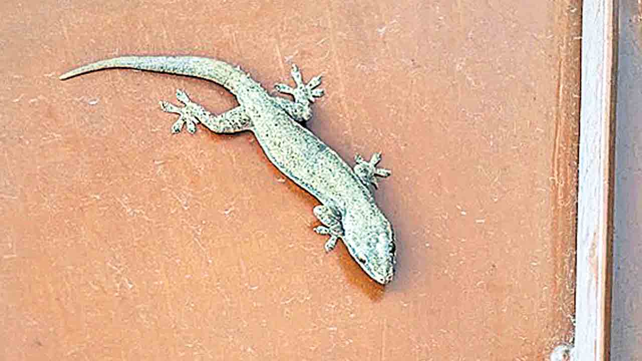 మత్తులో ముంచుతున్న బల్లులు