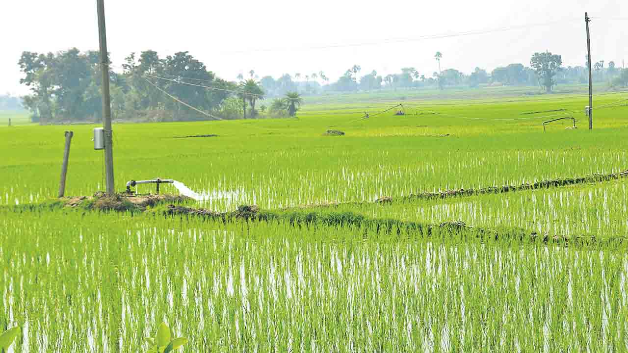 సాగు చేస్తేనే సాయం.. భరోసాకు కాంగ్రెస్‌ ప్రభుత్వం కోత