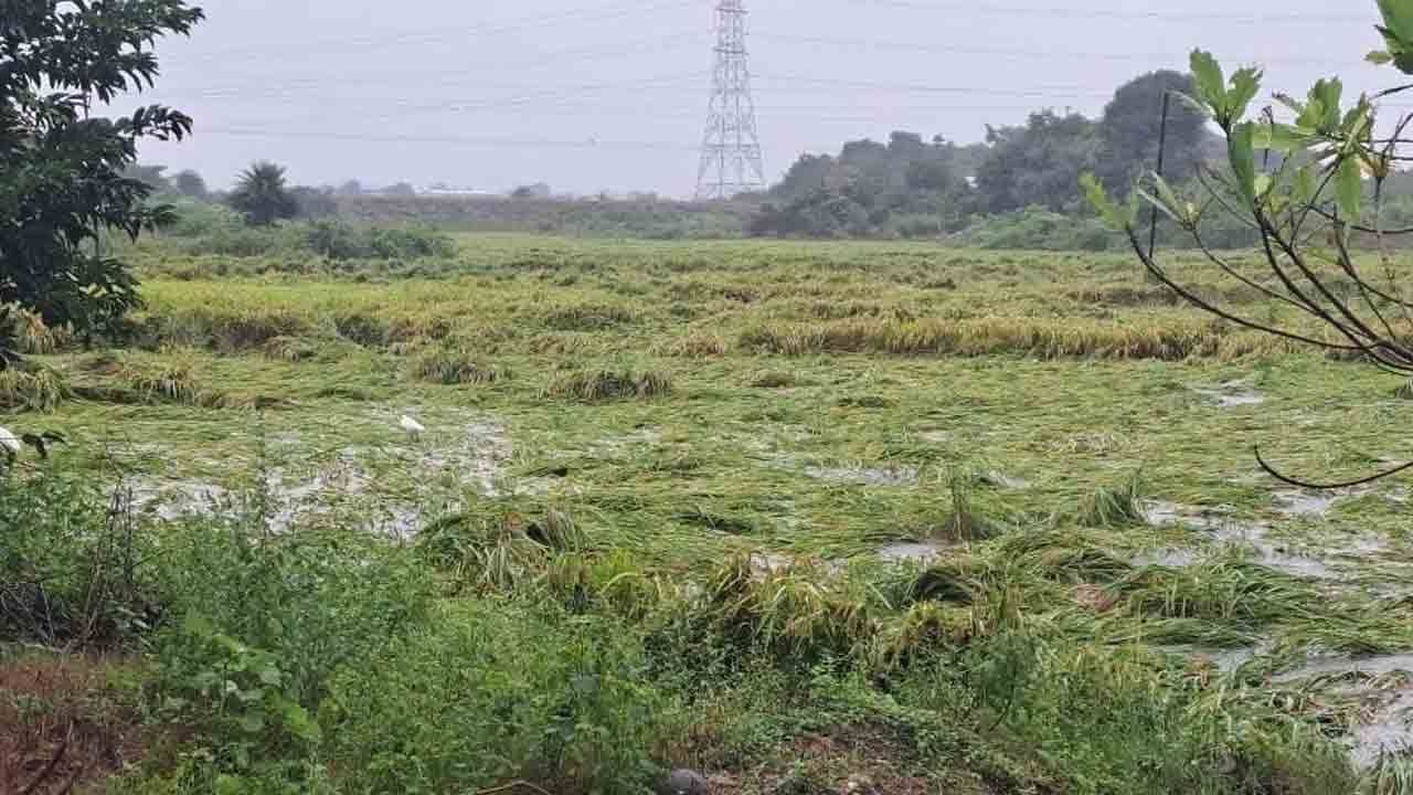 మొంథా తుపాన్‌ పంటలకు శాపం