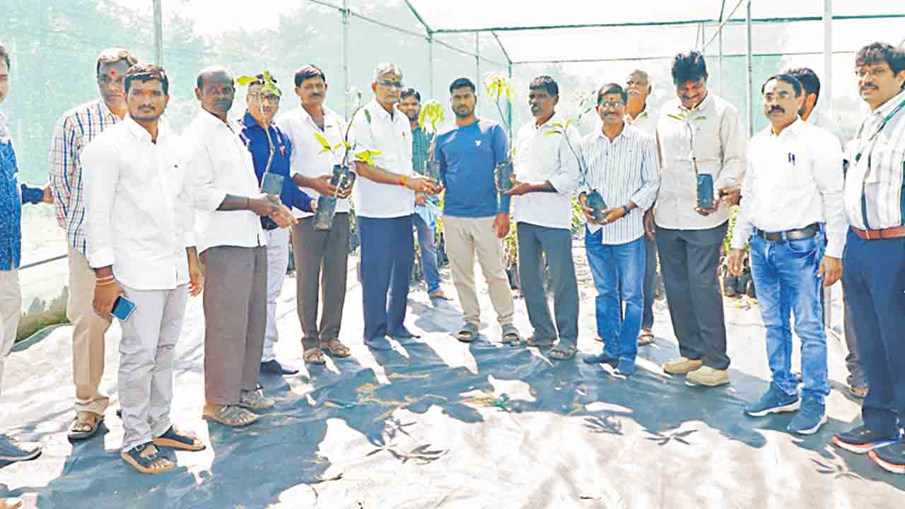 ఉద్యాన పంటలసాగుతో స్థిరమైన ఆదాయం