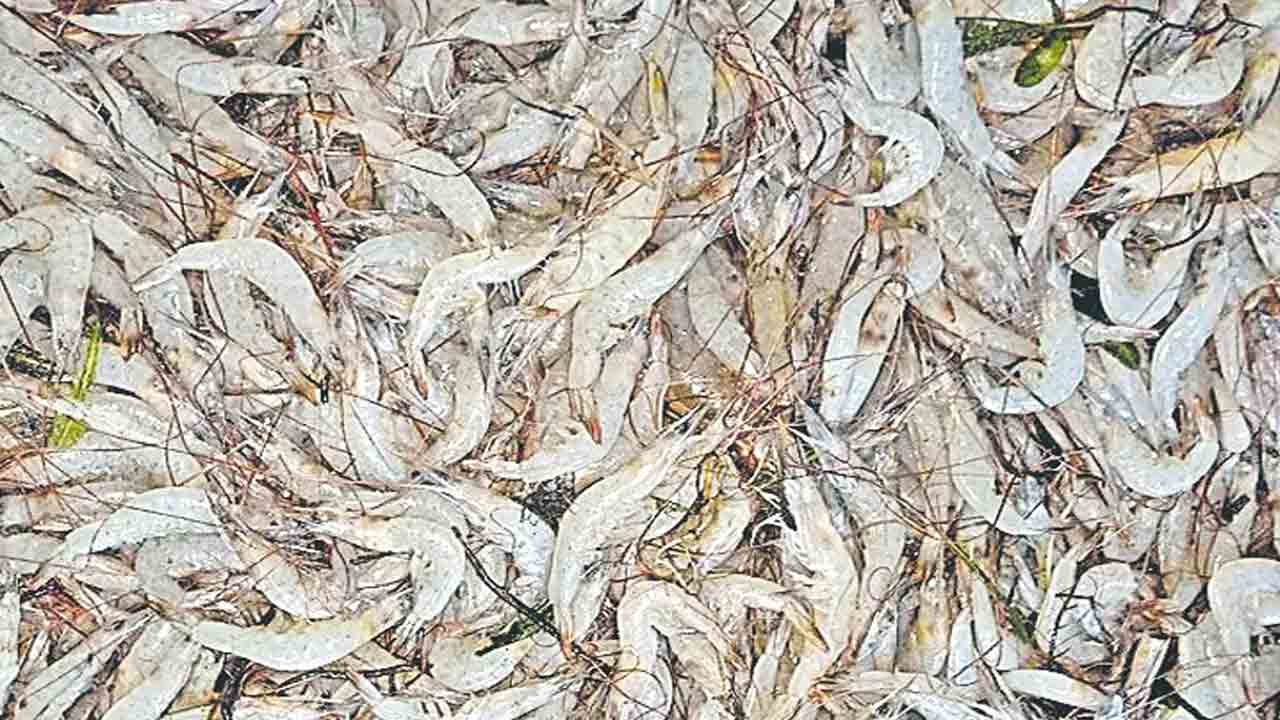 రొయ్యల పంపిణీ ఉందా.. లేదా?