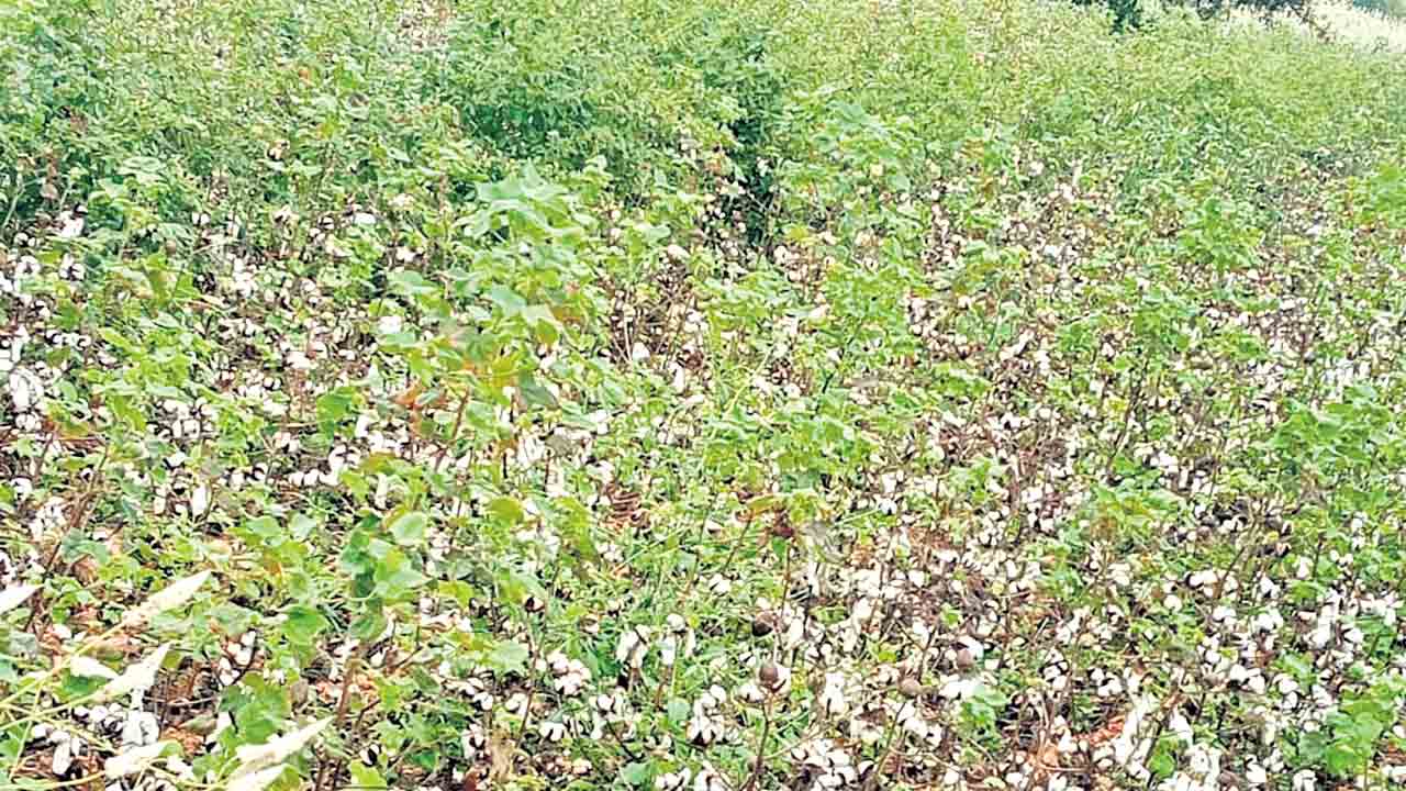 ‘ఫార్మా’ భూముల పంటలు కొనం