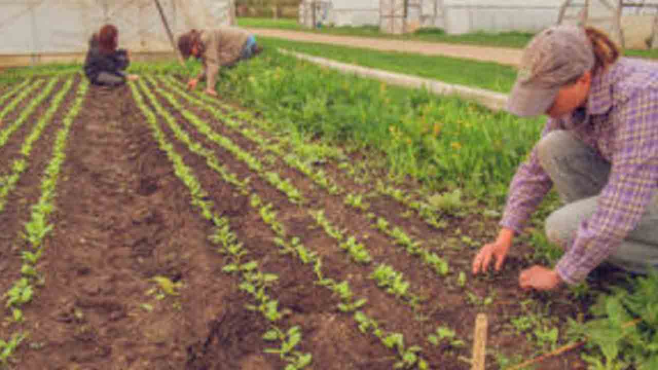 సేంద్రియ సేద్యంపై 3 నెలల సర్టిఫికెట్‌ కోర్సు