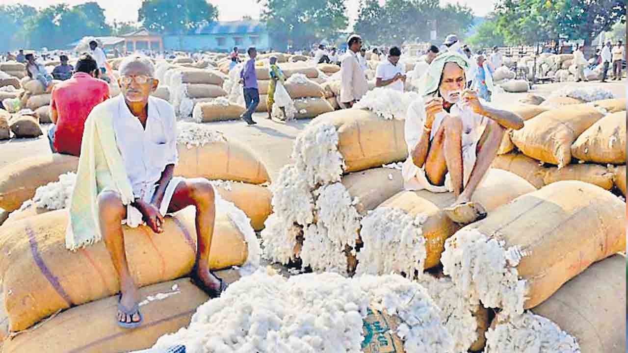 దూది రైతుపై మోదీ టారిఫ్‌ వార్‌